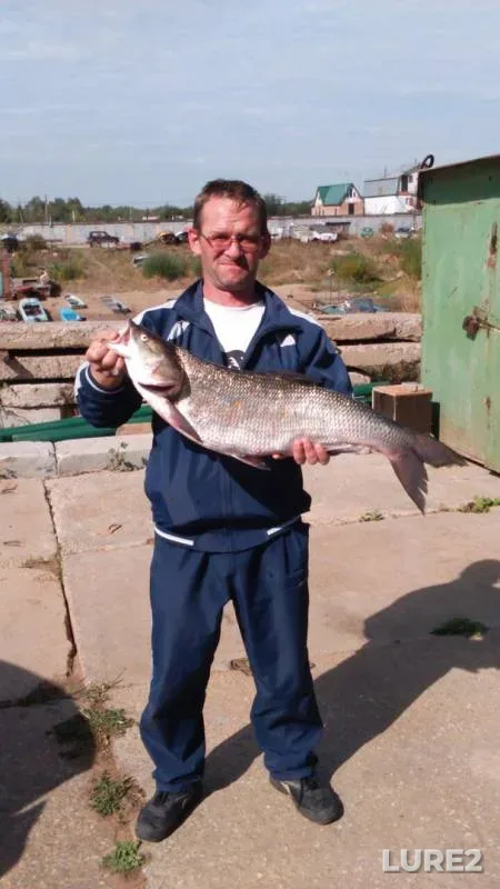 Жерех