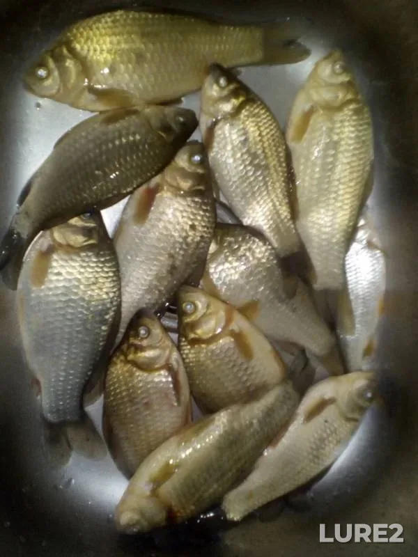 Карась