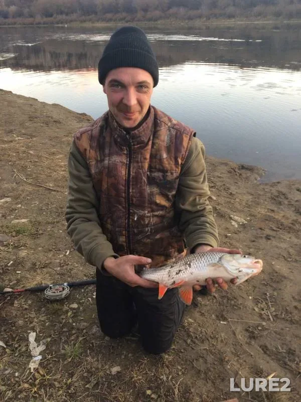 Жерех