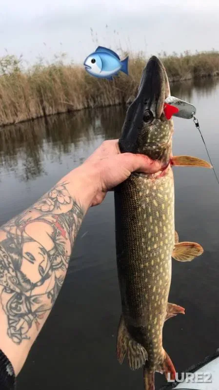 Щука