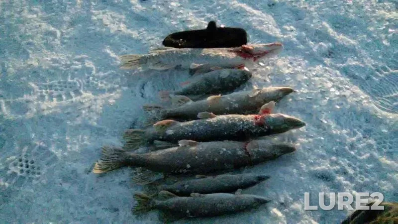 Окунь, Щука