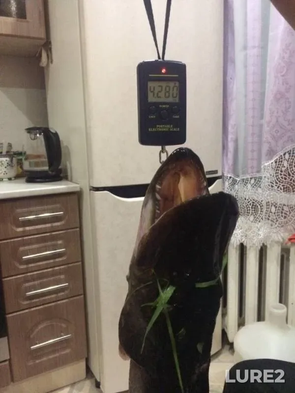 Щука