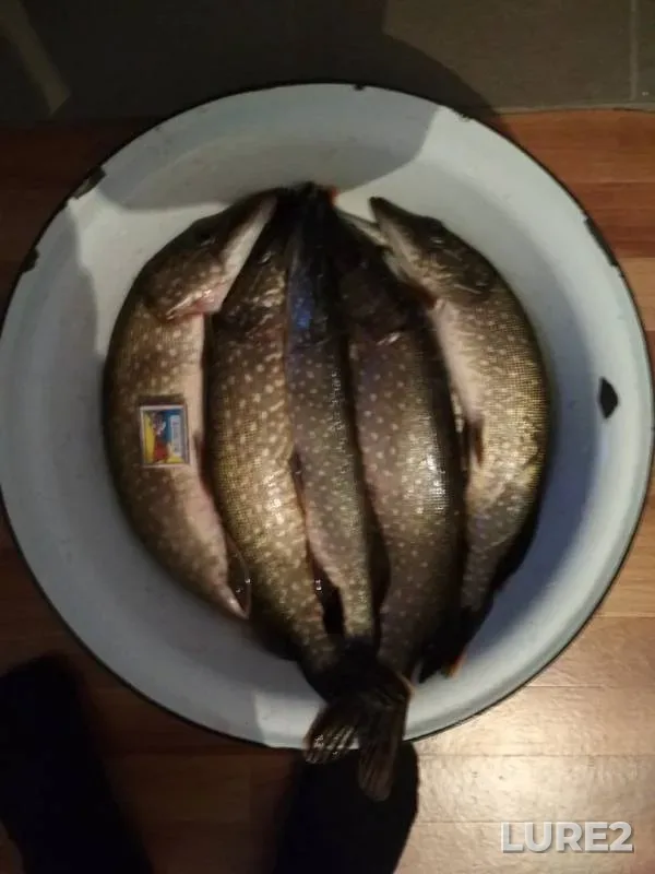 Щука