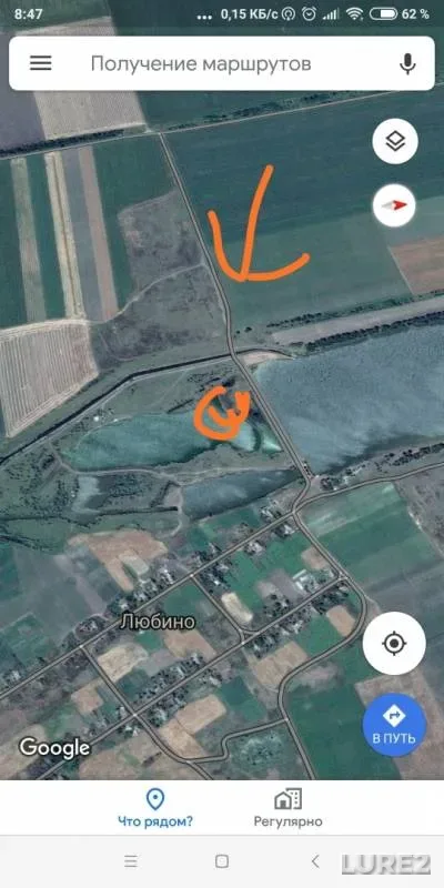 Белый амур