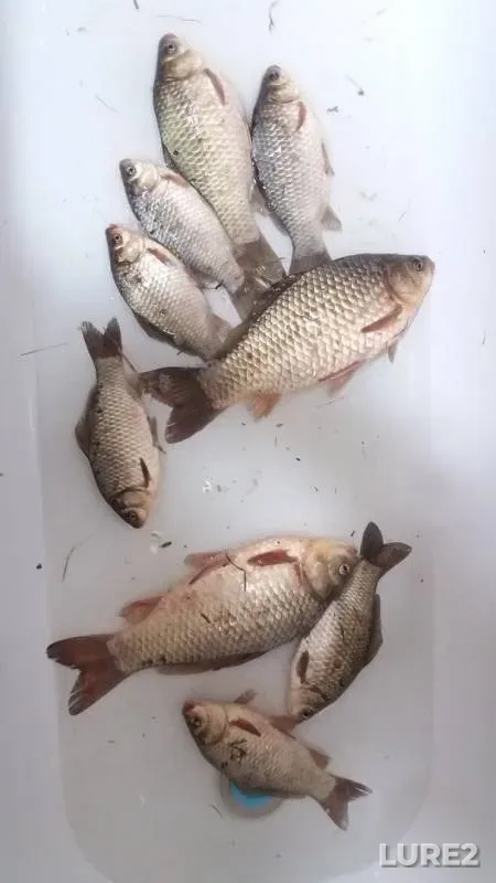 Карась