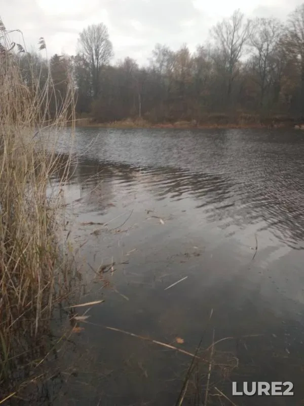 Окунь, Щука