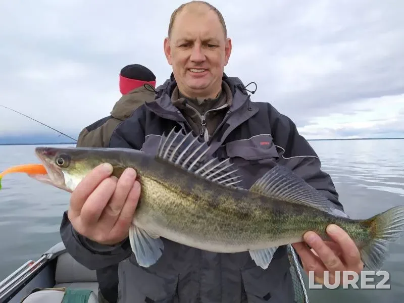 Окунь, Судак — Калининградская область, 06 окт. 2019 г.