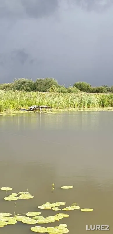 Карп