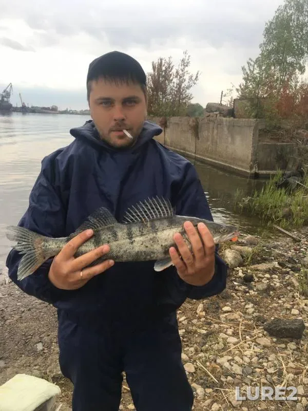 Окунь, Судак