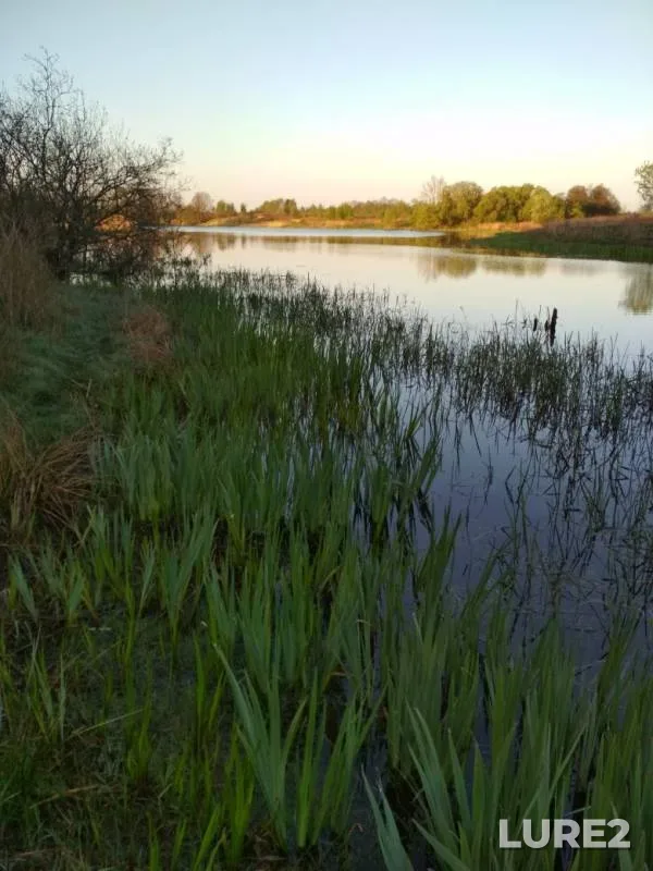 Окунь, Щука
