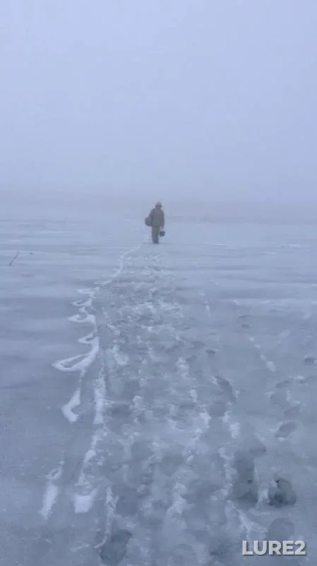 Плотва, Краснопёрка