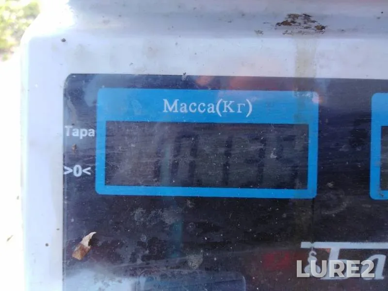 Карп