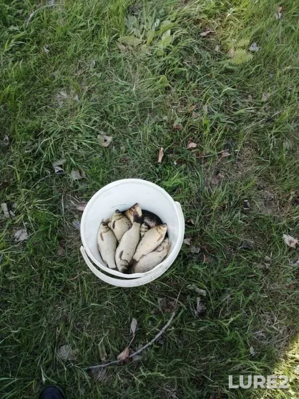 Карась