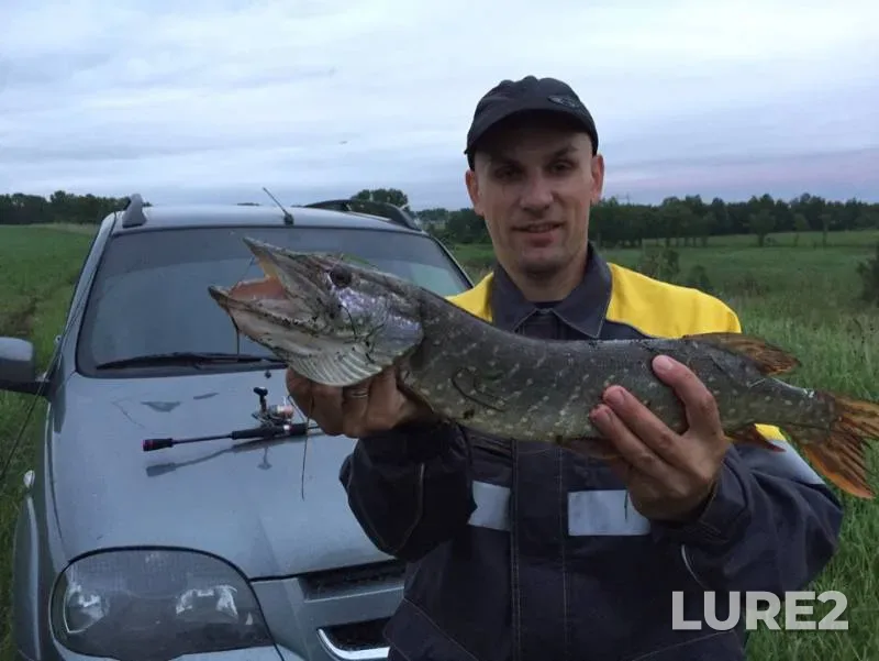 Щука