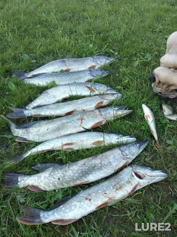 Окунь, Щука