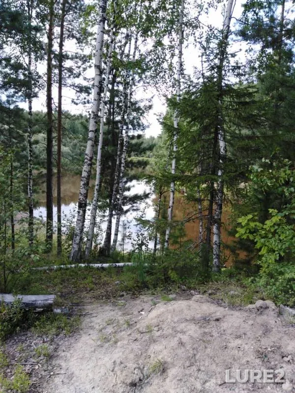 Окунь, Щука