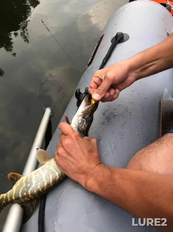 Голавль, Щука