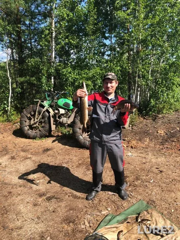 Карась, Щука