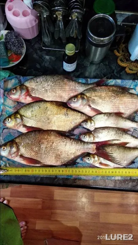 Лещ