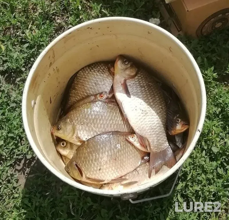 Карась