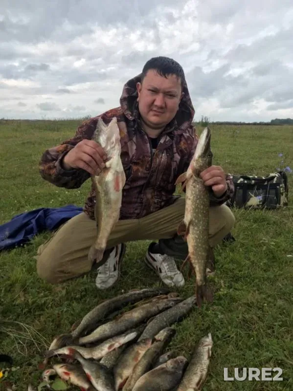 Окунь, Щука