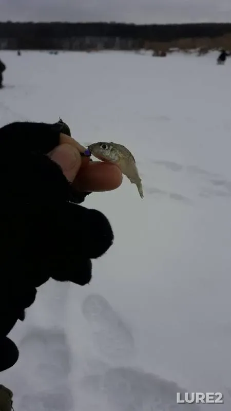 Окунь, Густера