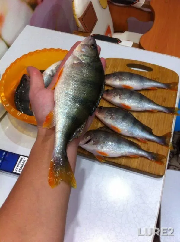 Окунь