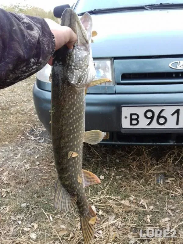 Щука