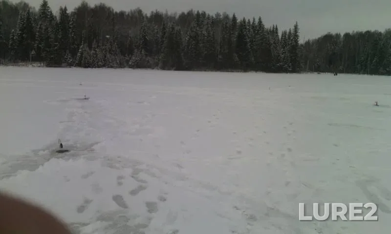 Щука