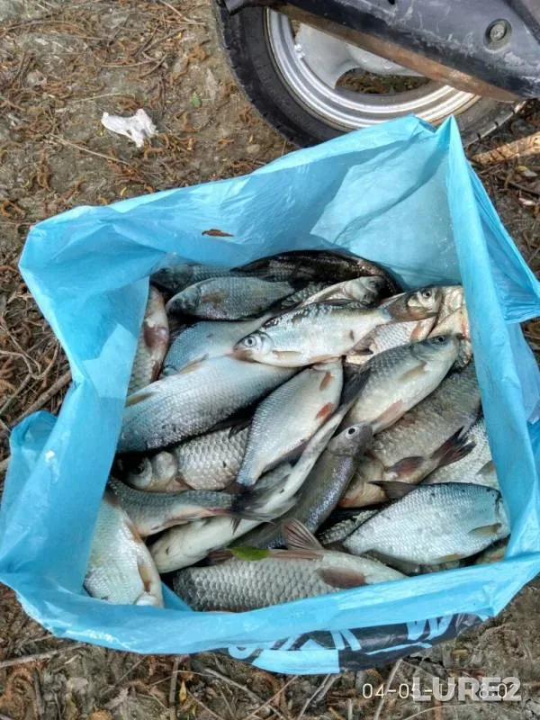 Карась, Густера