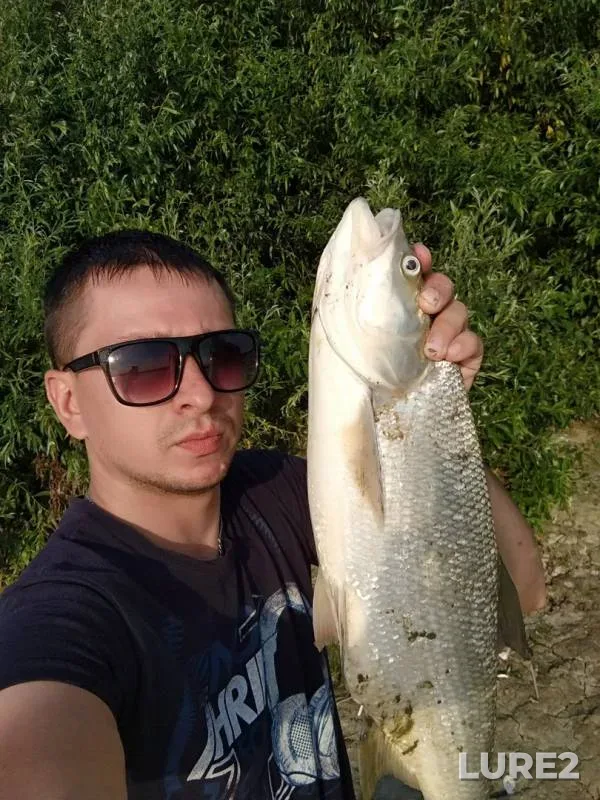 Жерех, Судак