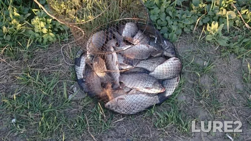 Карась