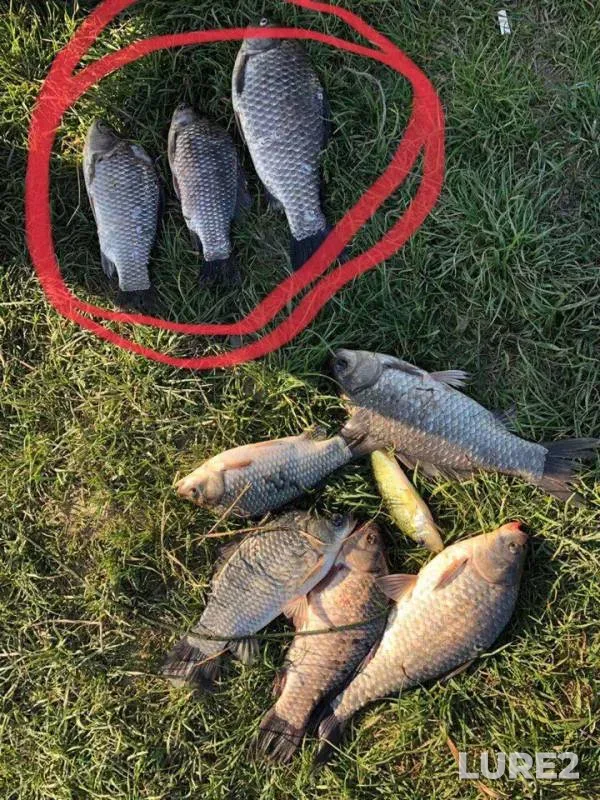 Карась
