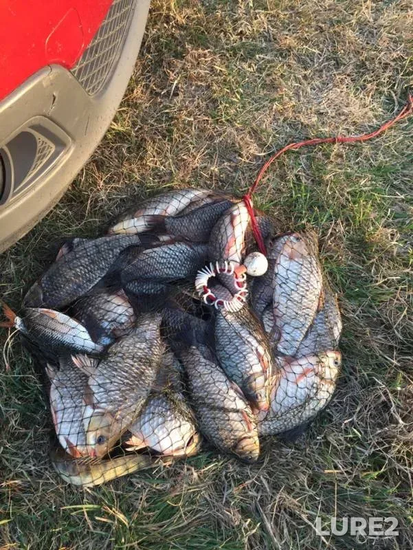 Карась
