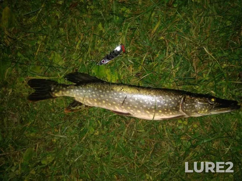 Щука