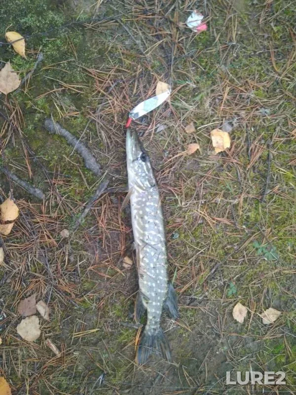 Щука