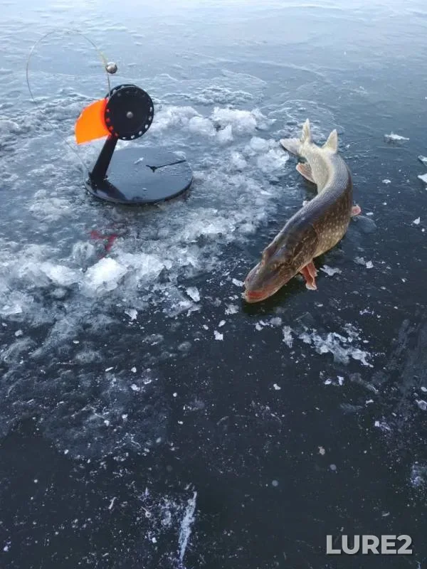 Щука