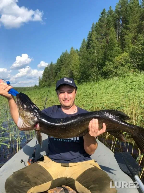 Щука