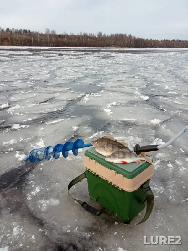 Окунь