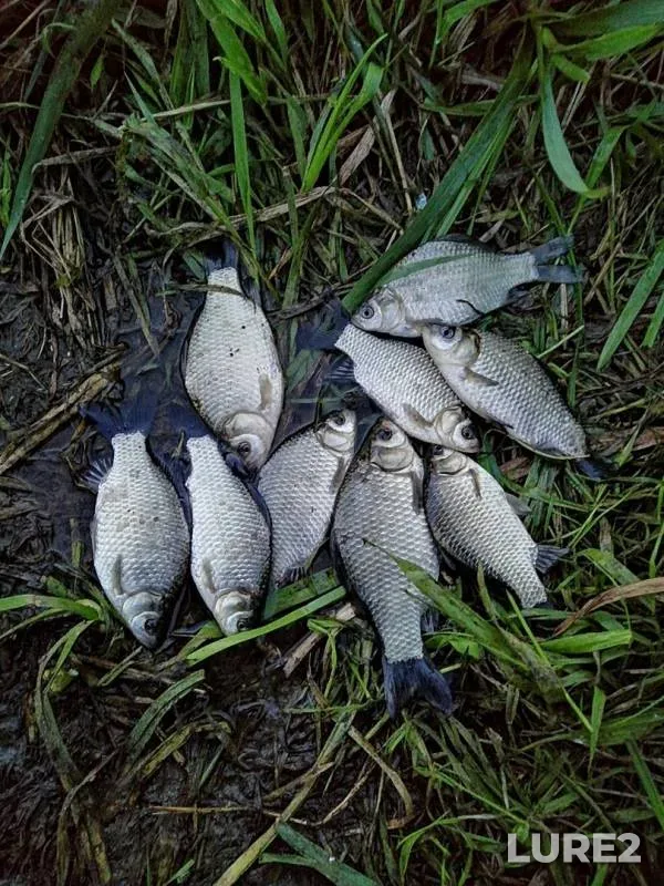 Карась