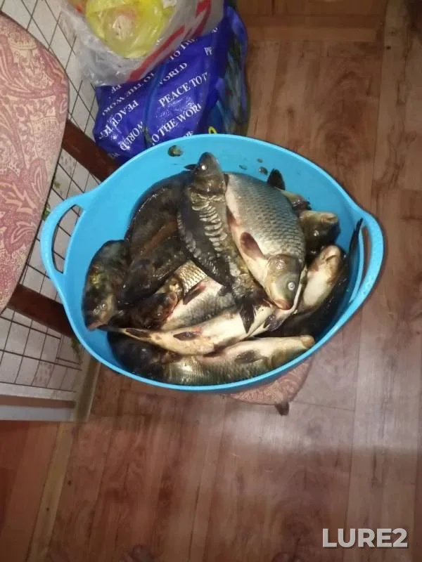Карп