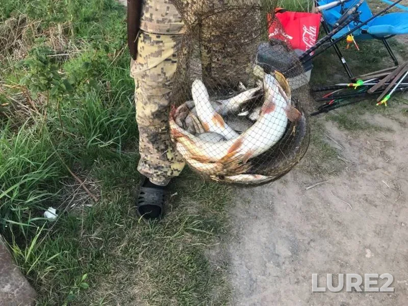 Щука