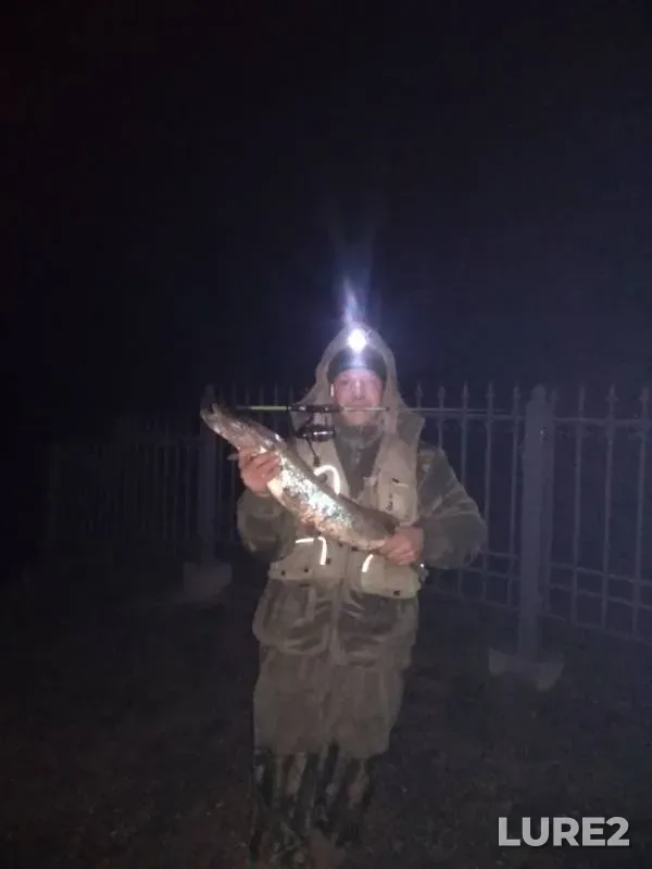 Щука