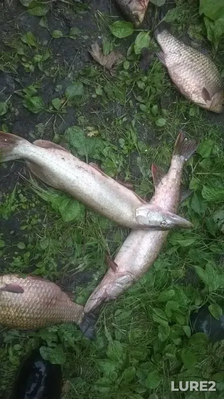 Карась, Щука