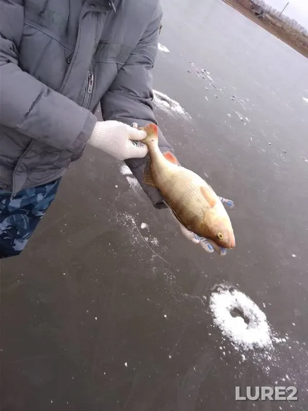 Карась, Окунь
