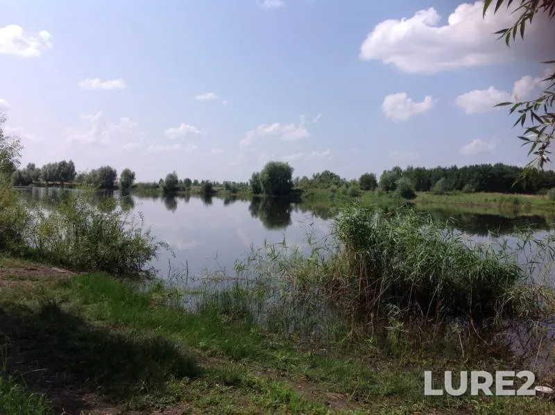 Карп, Карась