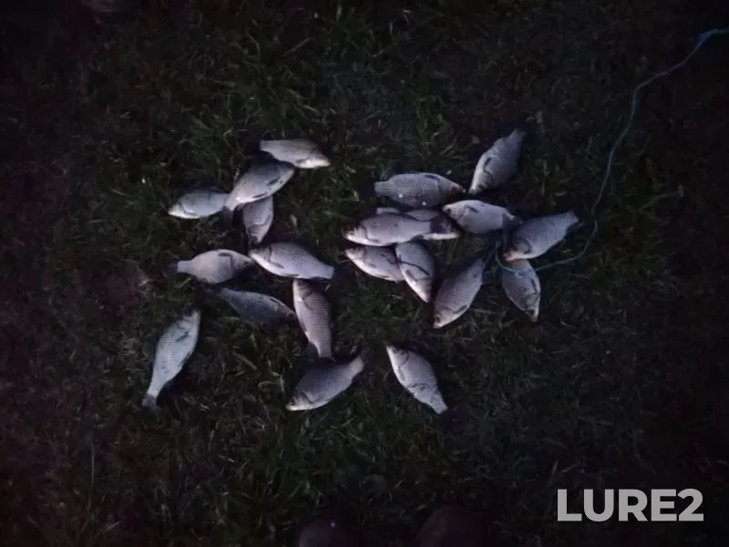 Карась