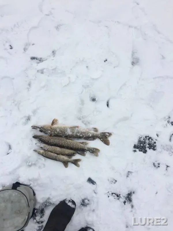 Щука
