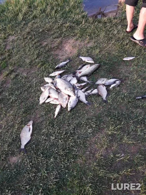 Лещ