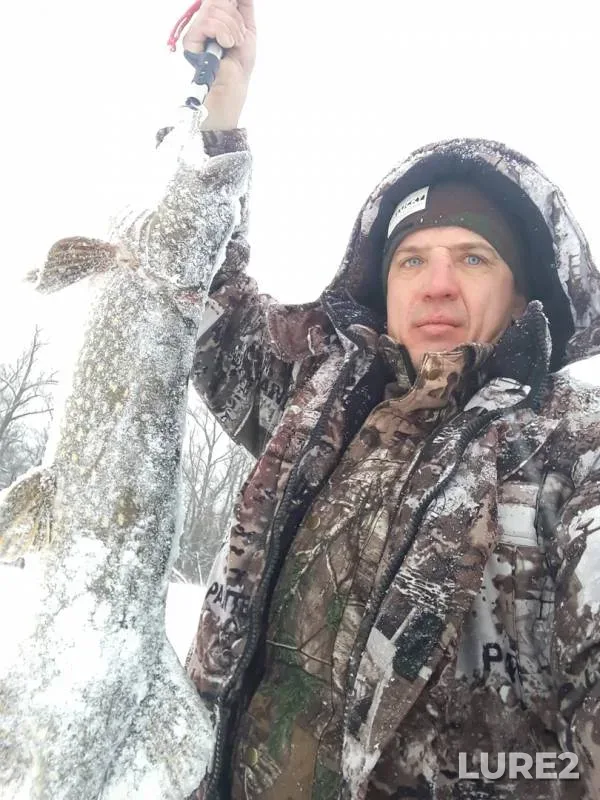 Щука